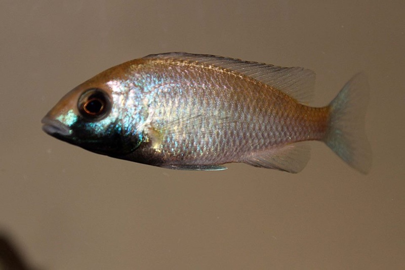 Placidochromis sp. 'phenochilus gissel' Chiofu